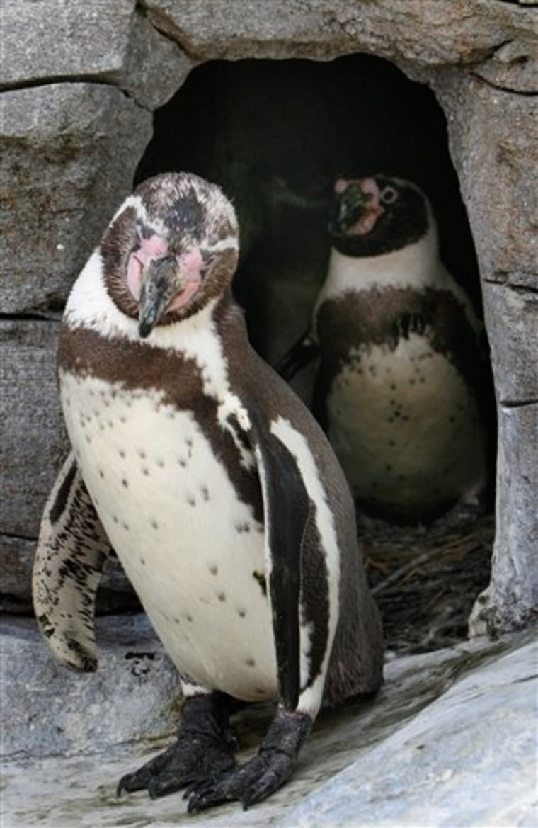 Germany Male Penguin Parents
