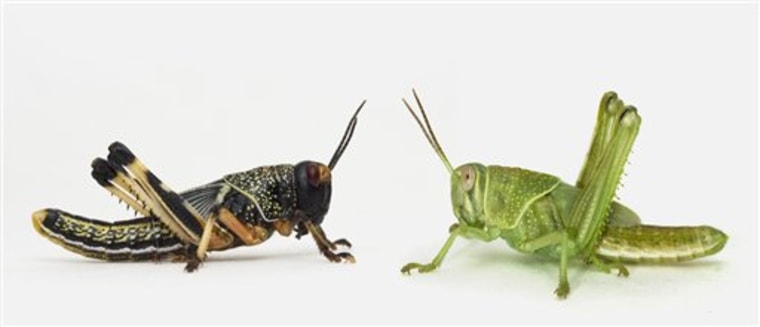 Transforming Locusts
