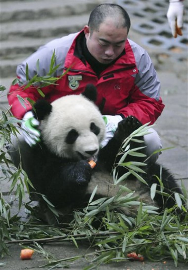 China Expo Pandas
