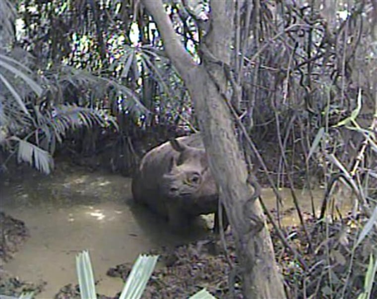 Indonesia Javan Rhino