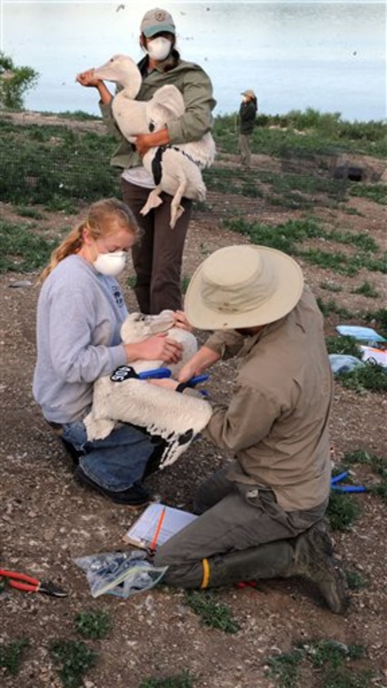 Comparing the pelican intruder and pelican predator Reed Bingham