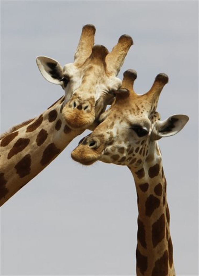 West Africas Last Giraffes