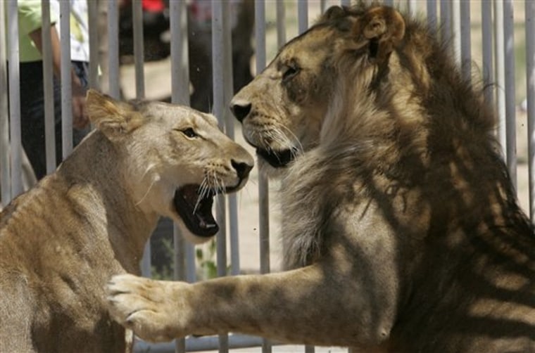 Sabrina, left, was brought back to the Gaza Zoo and reunited with her brother, Sakher, who had avoided capture by resisting the gunmen. 
