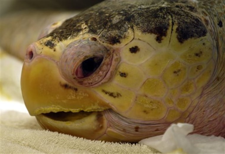 Sea Turtle Release