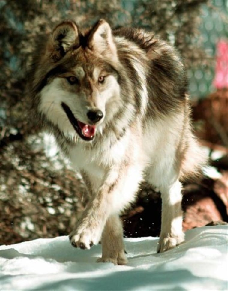Endangered Wolf