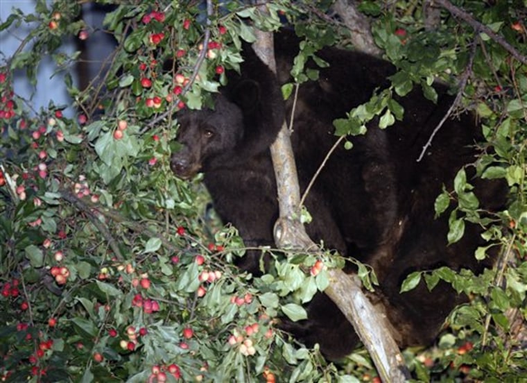 Aspen Bear Troubles