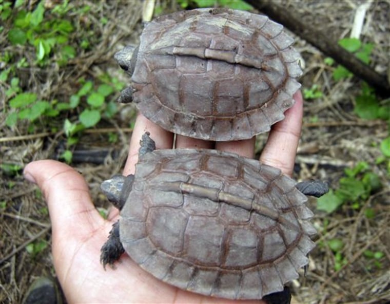 CORRECTION Myanmar Rare Turtle