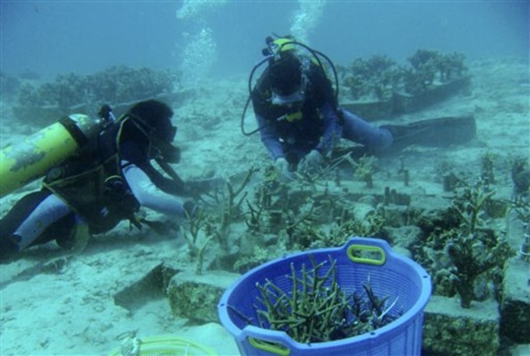 Indonesia Tsunami Coral Reefs