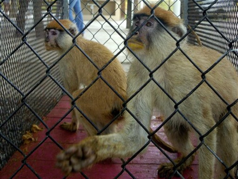 Puerto Rico Monkey Traps
