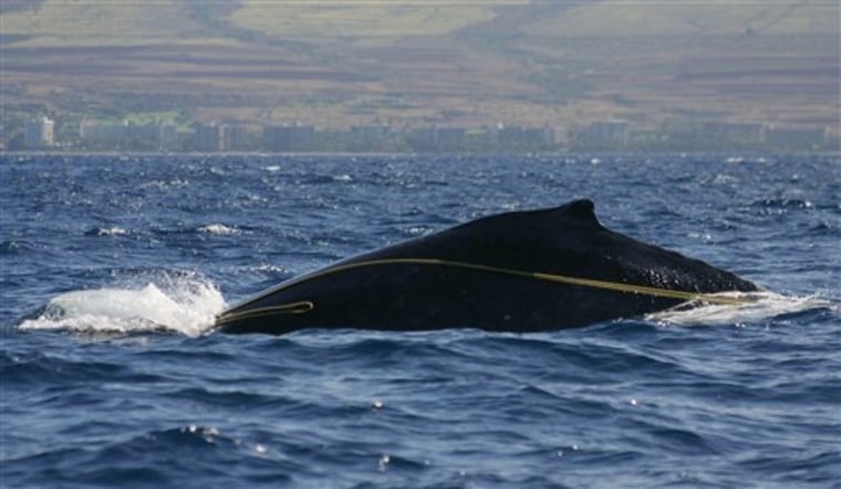 Entangled Whale Hawaii