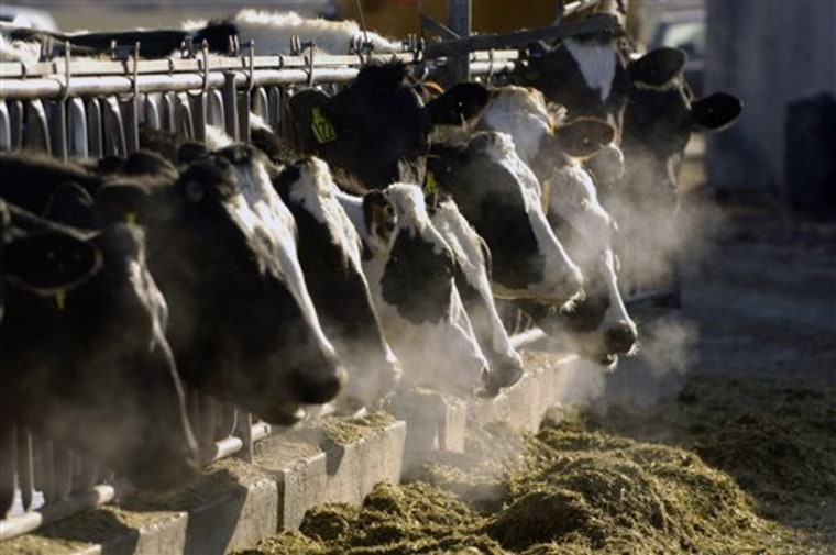 Denmark Climate Cow Power