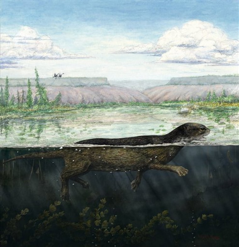 Seal Evolution