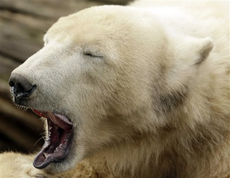 Germany Polar Bear