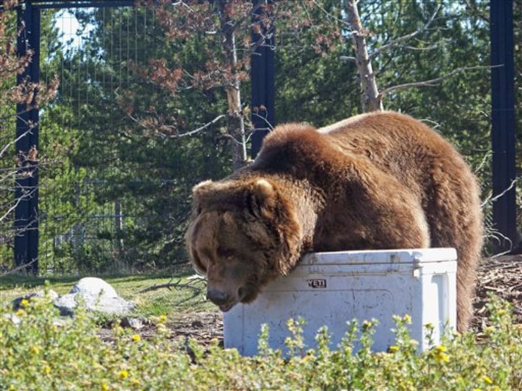 Grizzly Bear Coolers