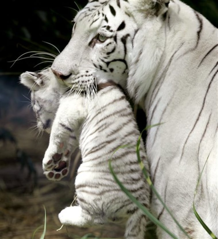 Argentina White Tigers