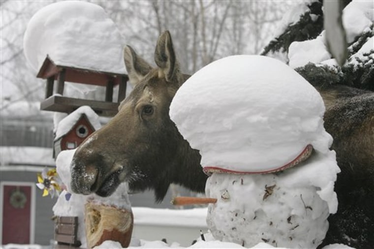 Snow Urban Moose