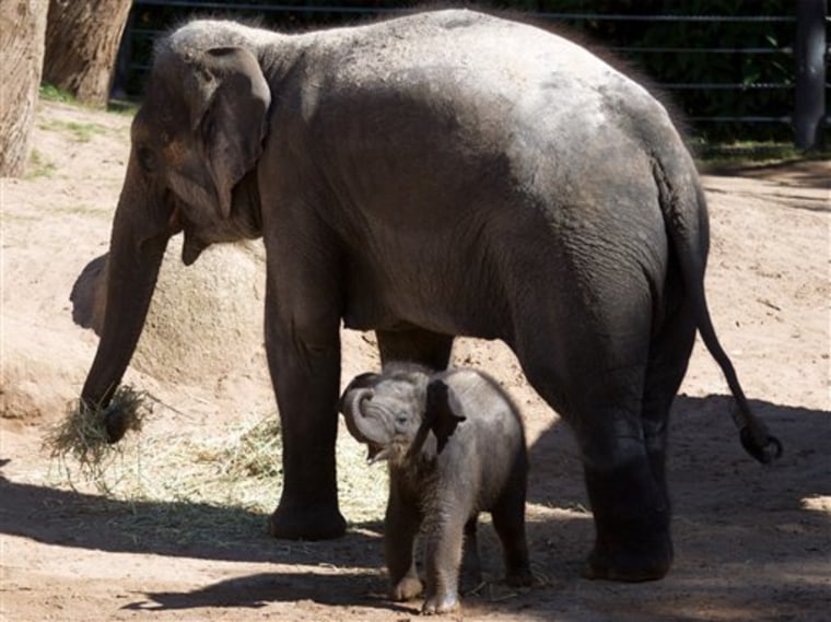 Baby elephant named Mali - ABC News