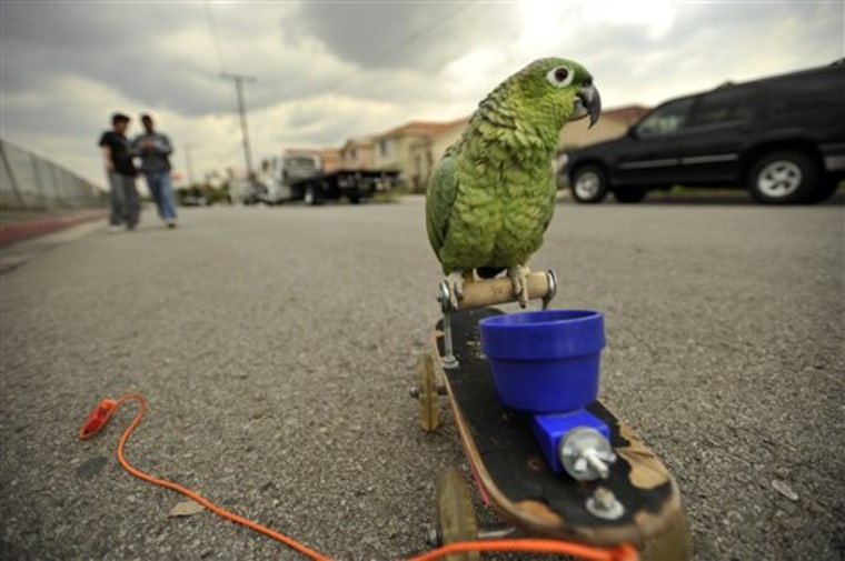 SoCa Skateboarding Parrot