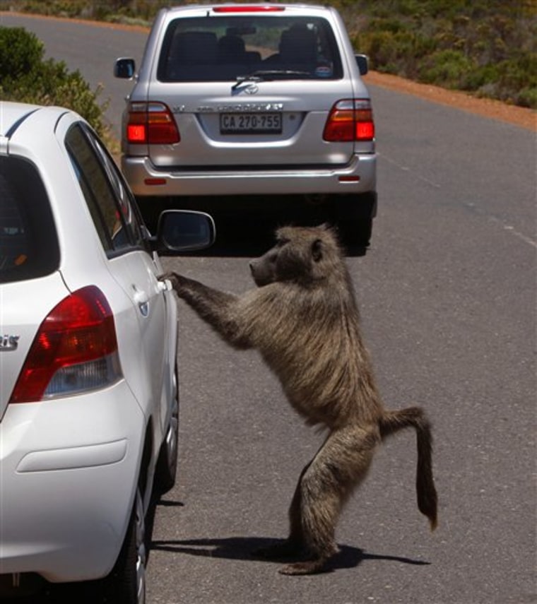South Africa Battling Baboons