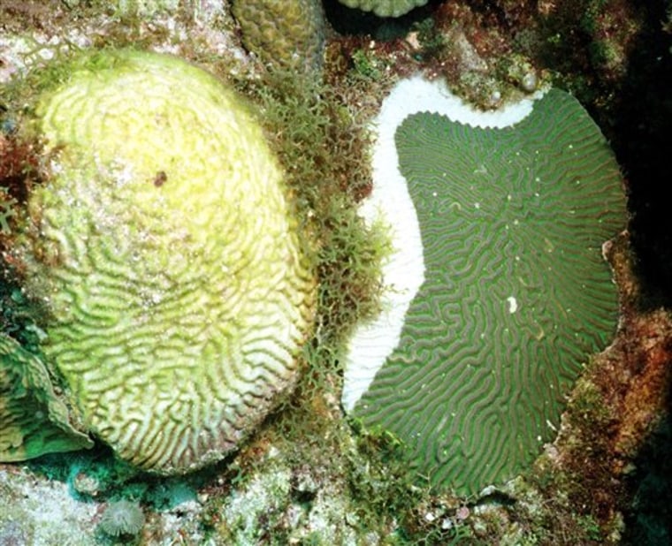Caribbean Coral Death
