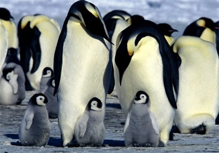 Penguin Protection