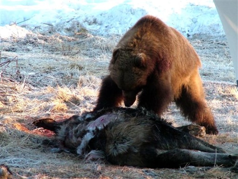 Bear Kill