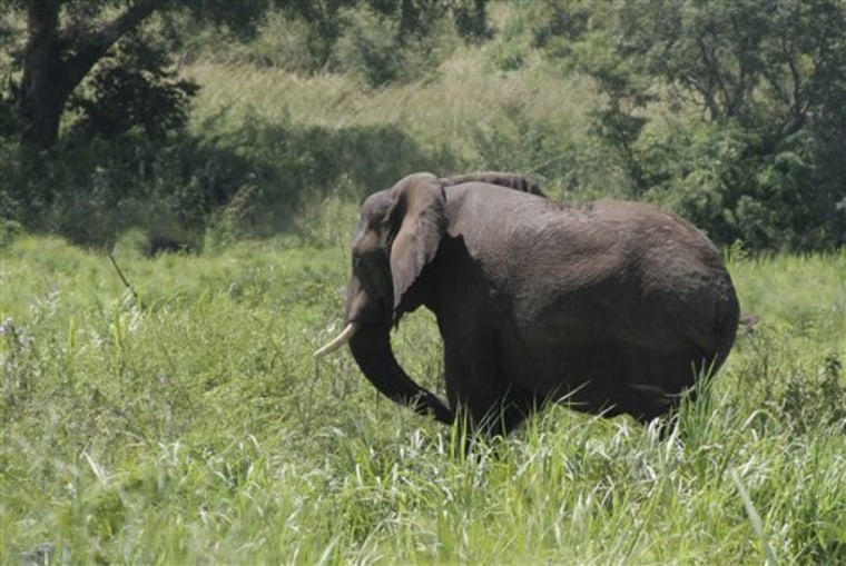 Sudan Elephants Return