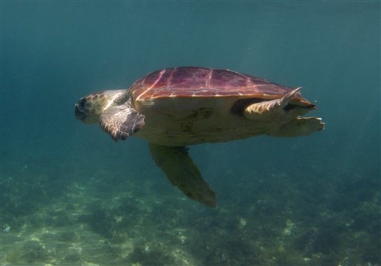 Sea Turtles Extinction