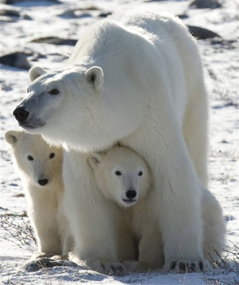 Polar Bears Concern