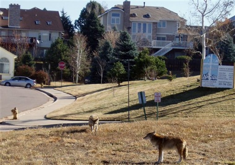 Coyotes in the Hood