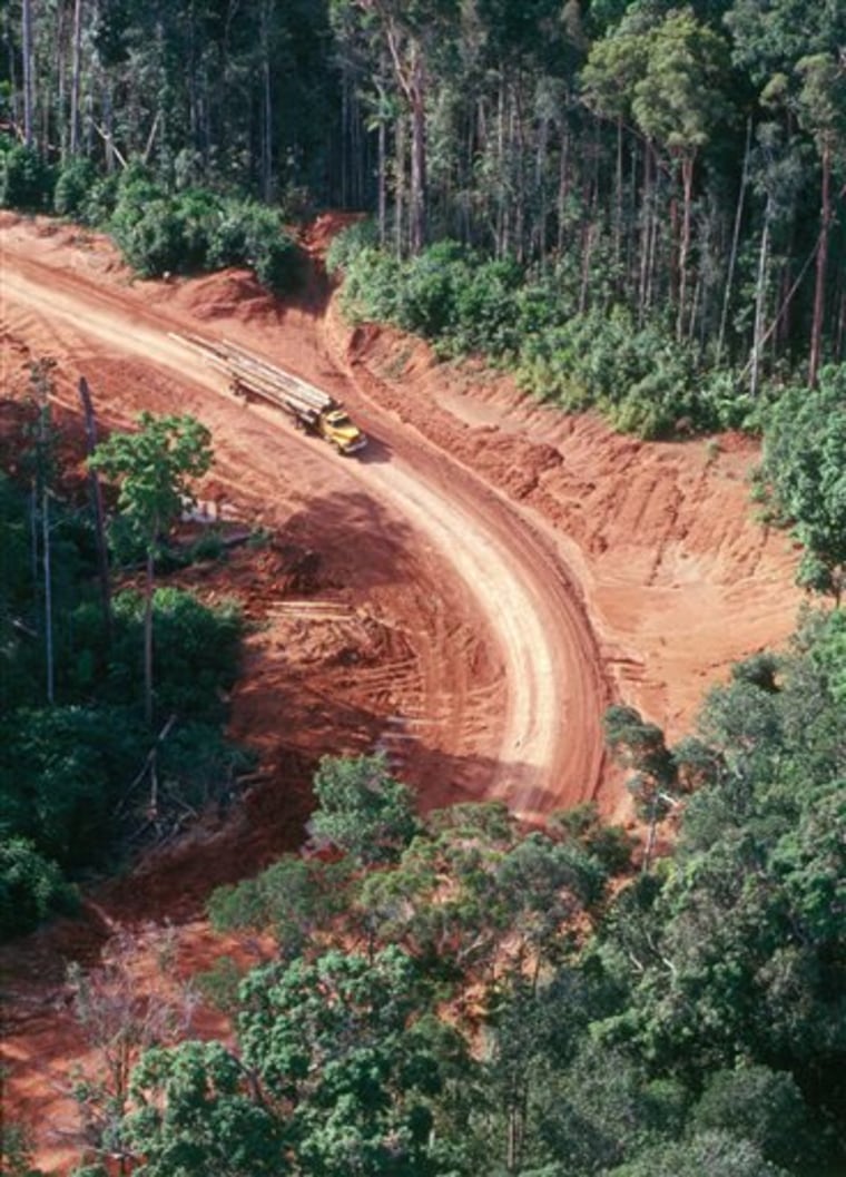Papua New Guinea Rainforests