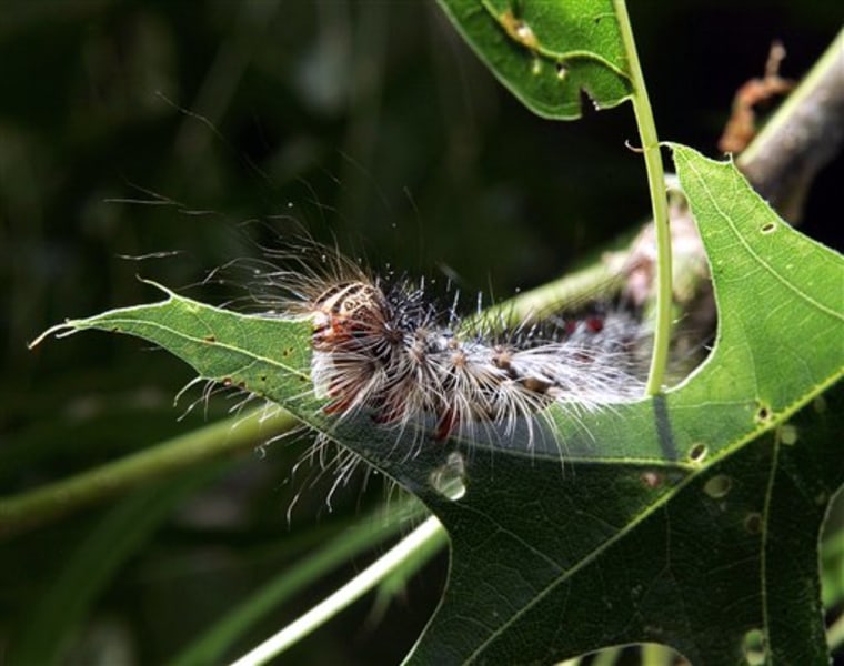 Gypsy moth caterpillars devouring trees