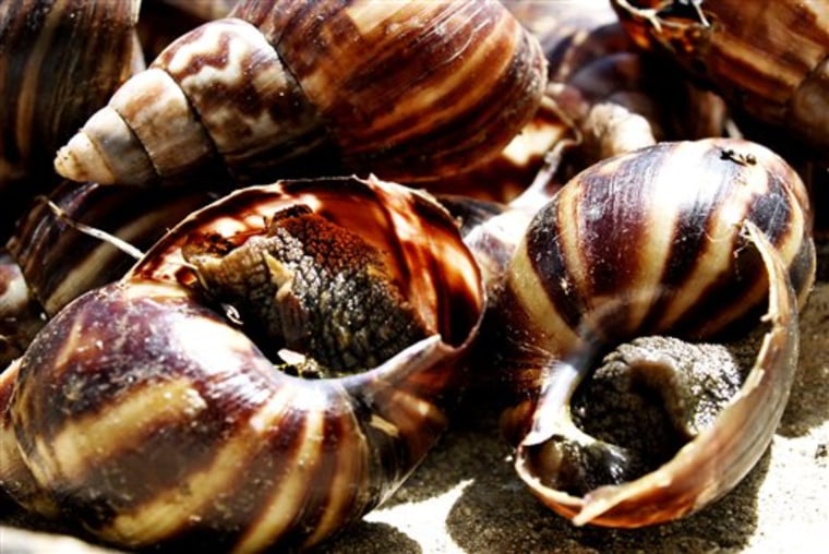 BARBADOS GIANT SNAILS