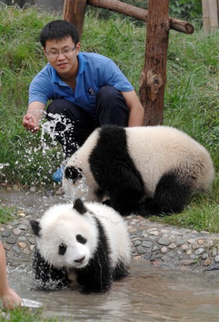 China Quake Pandas
