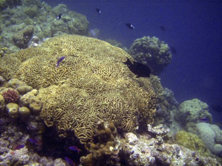 Climate Coral Triangle