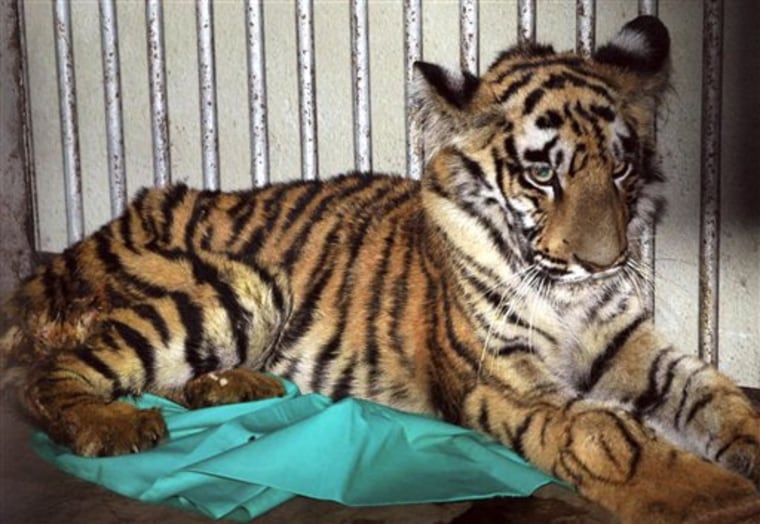 India Tiger Transfusion