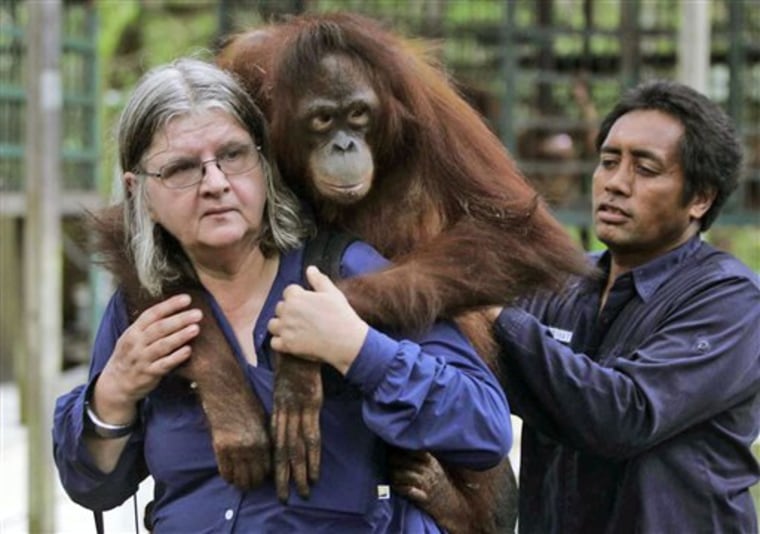 Orangutans Last Stand
