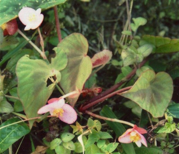 Rare Medicinal Plant Found In India rare-medicinal-plant-found-in-india