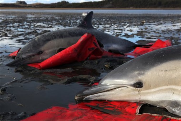 new england dolphins