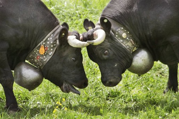Switzerland Fighting Cows