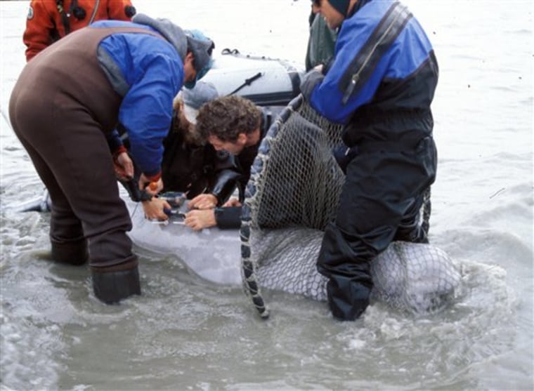 Beluga, Whales, Species