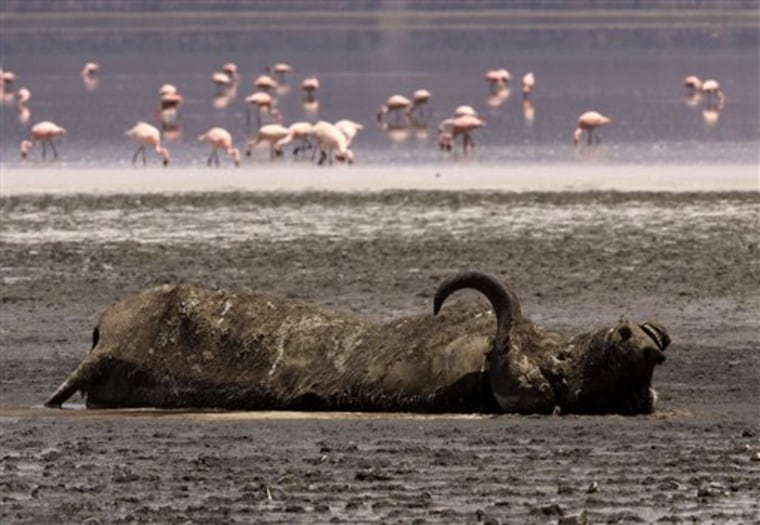 KENYA FIGHTING FOR THE FOREST