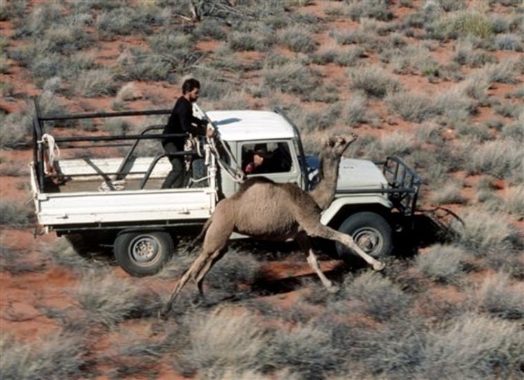Australia Killing Camels
