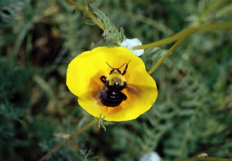 Farm Scene-Plight of Bumblebee