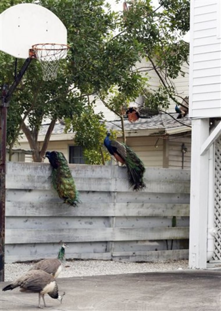 Peacock Problems