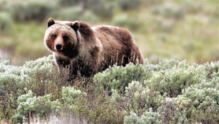 Are Grizzly Bears Endangered?