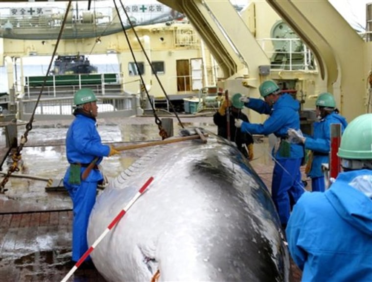 Antarctica Japan Whaling