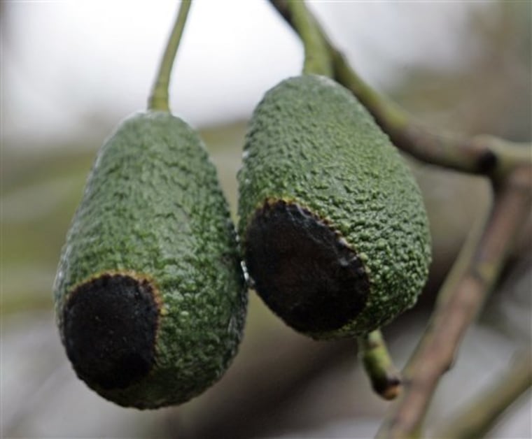 Farm Scene Battered Avocados