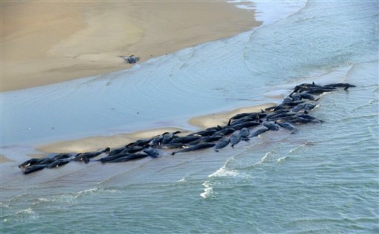 Australia Stranded Whales