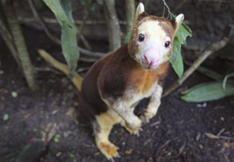 Singapore Papua New Guinea Saving Kangaroos